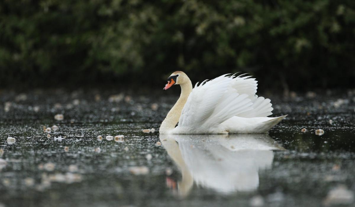 Cases of avian flu confirmed in swans and wild geese in Offaly Offaly