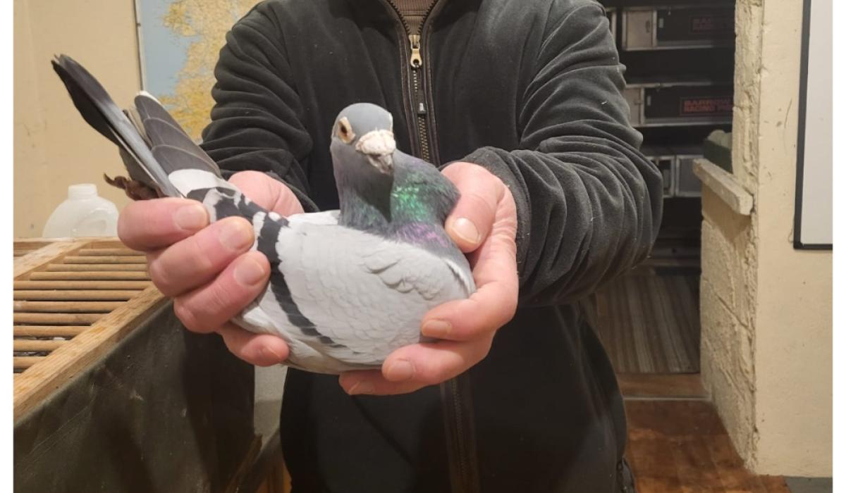 'The record price for a bird is now €1.8m' - Inside Ireland's pigeon racing scene
