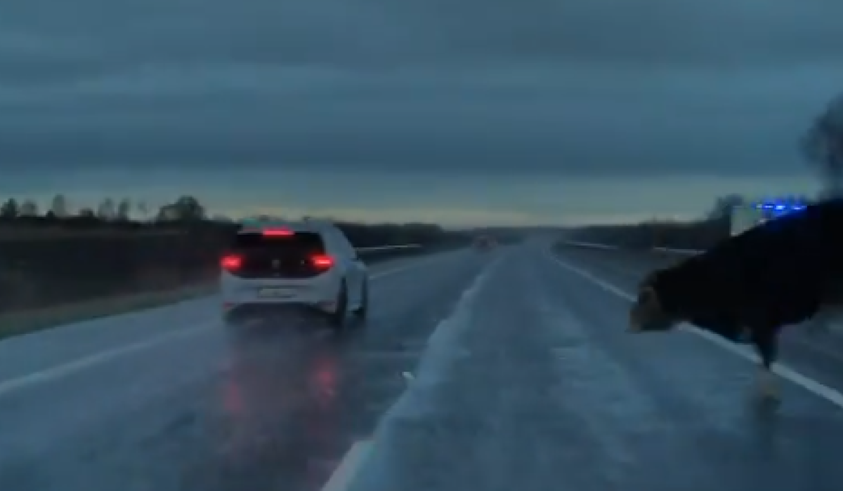 WATCH: Terrifying moment driver narrowly avoids crash with loose cow on Irish motorway