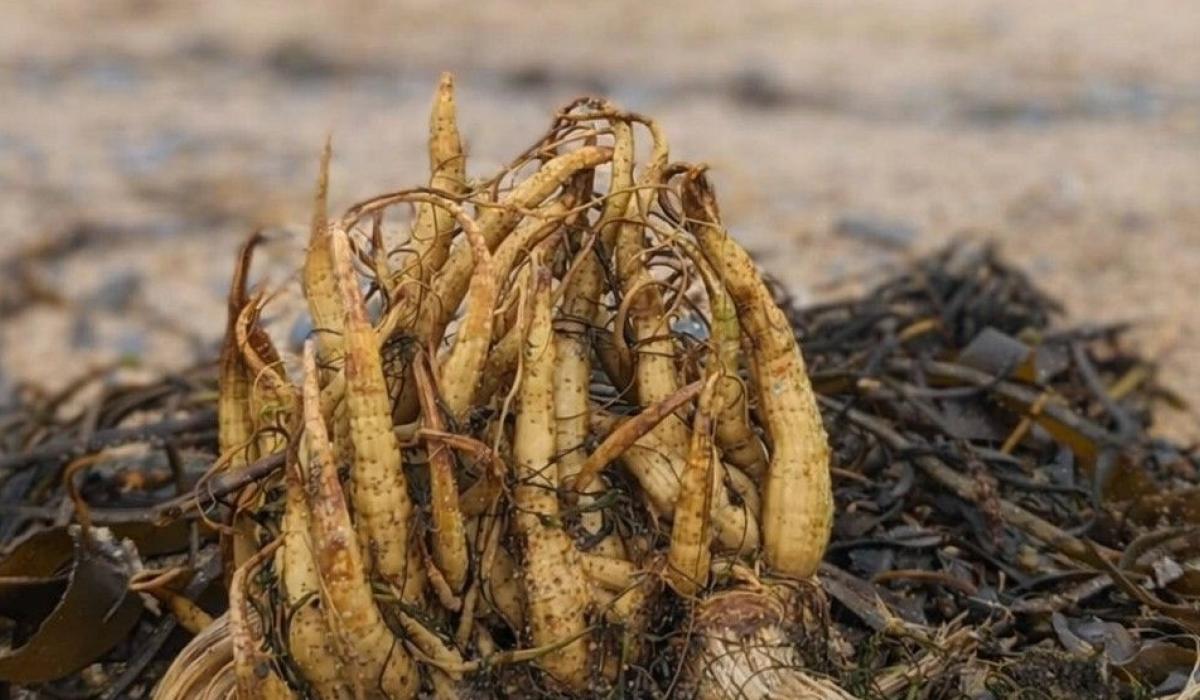 ALERT: 'Stay safe'- Poisonous plant with no cure washes up on popular Irish beaches