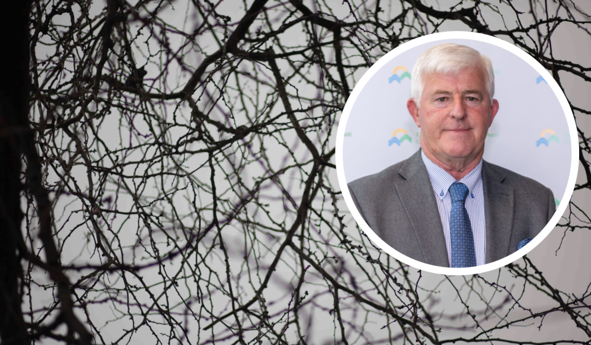 Overgrown trees posing ‘serious risk’ in Offaly in ‘age of environmentalists’