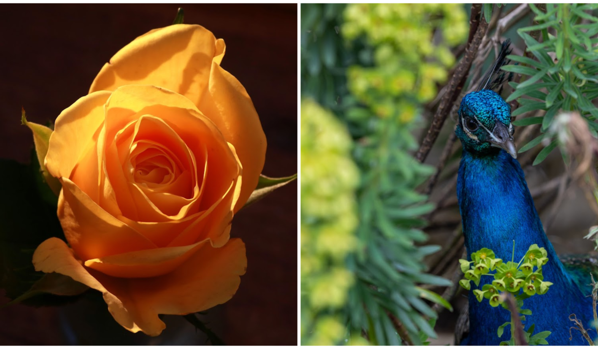 PICTURES: The eye-catching photos that won Tullamore Camera Club's monthly competition 