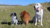 Roscrea half-price neutering scheme ends next week