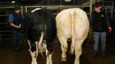 Central Auctions Fatstock  Show and Sale in Roscrea Mart