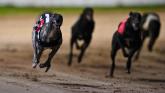 Gone to the dogs: 12 Offaly winners as Derby dream ends