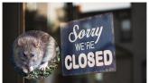'No excuse' - Rat infestations found as four food businesses forced to close in January