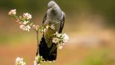 cuckoo