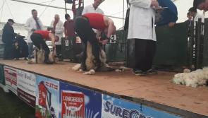 WATCH: All-Ireland Lamb Shearing Competition gets underway at #Ploughing17