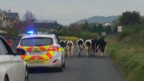 REPORTS: Cows loose on busy Offaly road