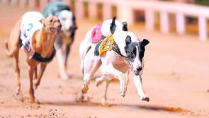 Offaly greyhounds through to next round in Irish Derby bid