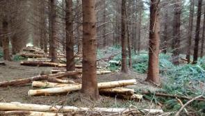 Jobs boost for Offaly as timber company relocates 