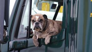 Have pooch, will travel: how to keep your pets safe in the car