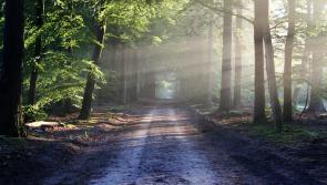 Irish Conservation organisation 'saves another forest' in Co. Offaly