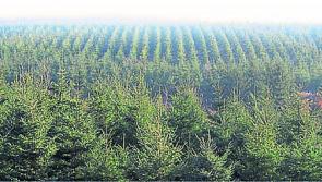 Local group challenges licence to plant Sitka Spruce "alien species" on Co Leitrim site