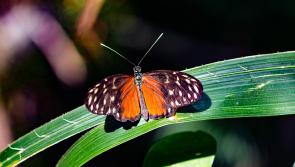 Special talk on biodiversity scheduled for Tullamore 