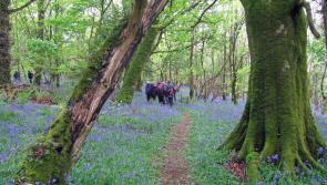 Slieve Bloom Walking Festival to take place this weekend
