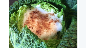 Popular columnist raises eyebrows with Offaly 'Cabbagino' tweet 
