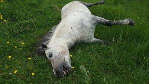 SHOCKING! Anger expressed as horse found dead in Tullamore