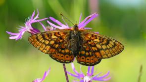 Rare butterfly species discovered in Offaly 