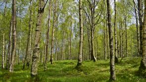 Trees and Timber at the Tullamore Show