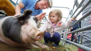 Pig classes cancelled at Tullamore Show amid Swine Flu fears