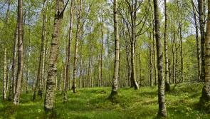 Explore you forestry options with Teagasc at the Ploughing Championships