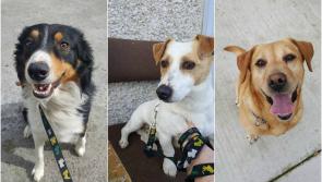 Appeal for 'forever homes' as Offaly Dog Shelter reaches capacity 