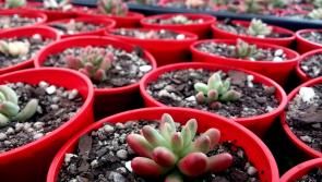 Plans to be submitted to council for new Offaly garden centre 