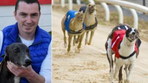 Offaly greyhound romps to victory in Irish Derby