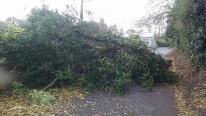 Edenderry councillor calls for 'detection programme' to reduce fallen tree issue during storms