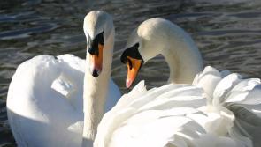 Midlands beauty spot reeling after swans savagely killed by dogs