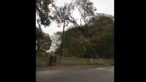 WATCH: The moment a 100-year-old tree comes down in Offaly during Storm Brian 