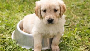 Top tips for keeping your pets safe this Halloween