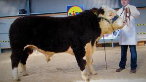 This Offaly bull has sold for a staggering amount in Tullamore 