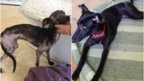 Happy ending in case of dog found in horrendous state in Offaly 