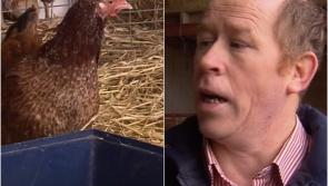 WATCH: Hen-sational! Offaly farmer believes his prized hen is a record breaker