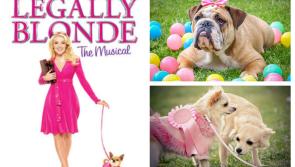 Is your pet pooch fit for the stage? This could be their big break!
