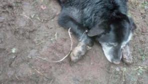 Over €2,500 raised for family of dog killed in barbaric Midlands attack 