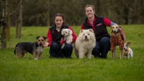 One in three Irish dogs and almost 40 percent of cats are now overweight
