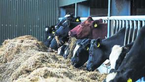 ICMSA call for Farm Assist payments to be increased 