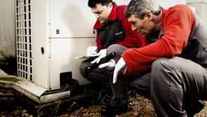 Weather blamed for increase in pest infestation in Offaly homes 