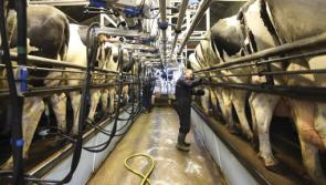 Milk shortage could be on the way says Laois IFA chairman #stormemma #beastfromtheeast
