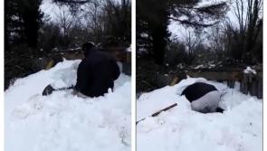 WATCH: Dramatic footage of farmer digging for sheep buried by snow drift in Offaly
