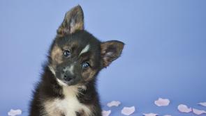 Offaly's favourite dog names have been revealed