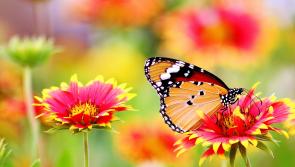 Offaly community to host unique Bio Blitz event next week