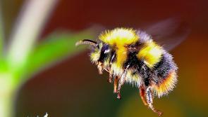 Pollinators, Music and Free plants at Tullamore Library this November  