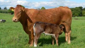 Offaly farmers told to be aware of BEAM scheme deadline