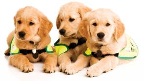Puppy parent classes are a thing and they're available in Offaly
