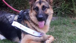 Handsome Offaly hound vying for title of 'Nose of Tralee'