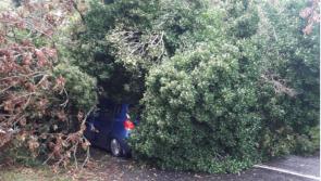 Numerous trees reportedly down across Offaly - Council begins clean-up 